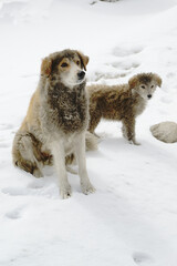 A dog sitting on the side of the road belonging to a local villager at Changla Pass, one of the highest motorable roads in the world, at 5,275 meters above sea level.