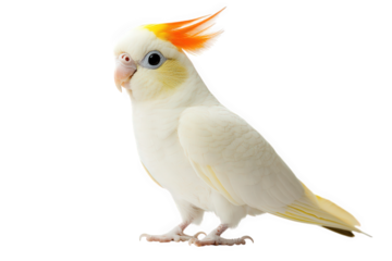A beautiful lutino cockatiel isolated on transparent background, displaying its vibrant yellow crest, white plumage, and orange cheek patches with a gentle expression