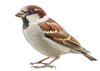 A delightful male house sparrow isolated on transparent background, showcasing its intricate plumage, small size, and distinctive markings, a common sight in urban areas