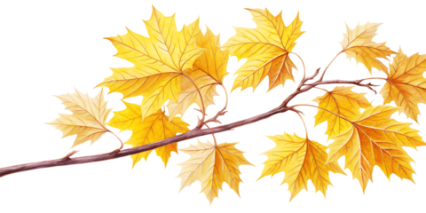Isolated golden maple leaves in yellow and orange hues depict the autumn season design against a white background