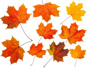 Obraz premium Folhagem isolada, folhas de bordo de outono. 