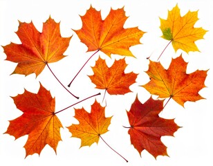 Obraz premium Folhagem isolada, folhas de bordo de outono. 