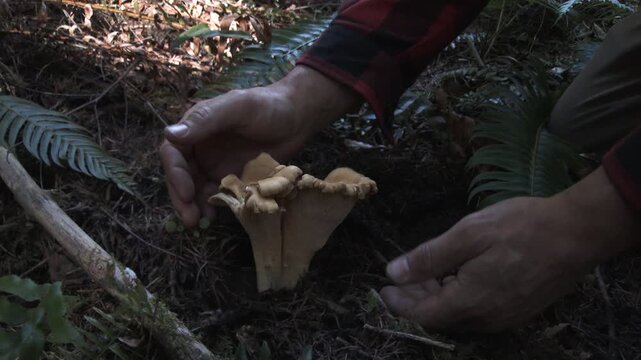 Large Chantrelle Mushrooms Picked By Forager
