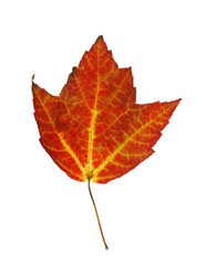Real red maple leaf isolated on white background