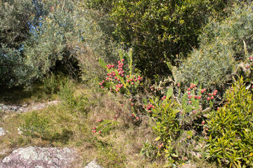 Fototapeta premium Tuna en las sierras
