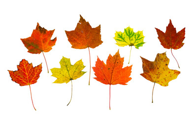 colorful real autumn maple leaves isolated on white background