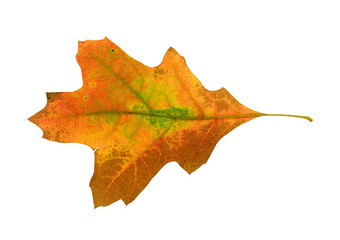 colorful real oak leaf isolated on white background