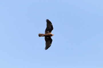 Aguilucho Lagunero (Circus aeruginosus) aljandose rapidamente