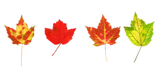Fototapeta premium colorful real autumn maple leaves isolated on white background