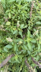 Green Herb Plant with Small White and Purple Flowers in Garden Setting