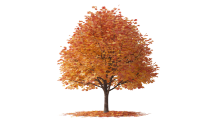 Stunning autumn tree with vibrant orange leaves, isolated for easy use