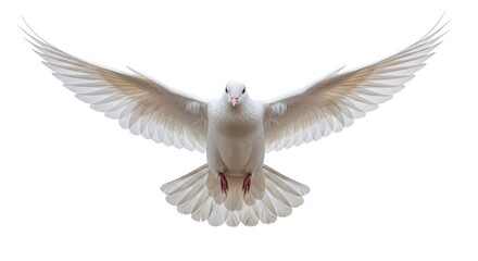 White dove flying peace bird wings spread soaring freedom hope purity spiritual symbol background isolated
