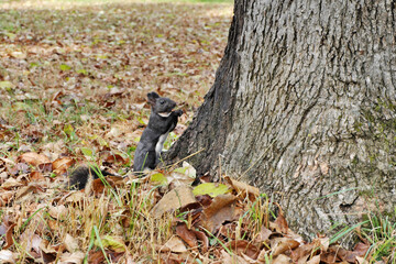 A cute squirrel with a white breast near the trunk of a large tree among the fallen autumn leaves.