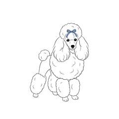 Vector art of a charming line drawing of a poodle with a blue bow on its head, standing elegantly, isolated on a, perfect for petrelated themes