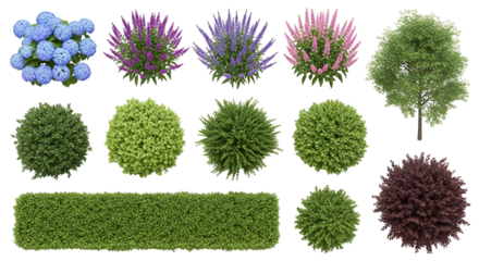 Variety of Ornamental Garden Plants on Transparent Background