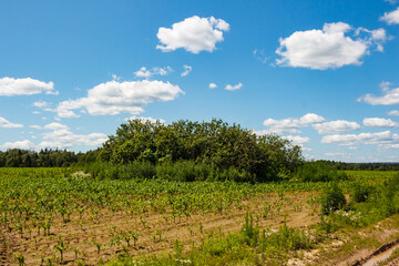 Obraz premium Young corn plants thrive in neat rows across a sunny field. Distant green trees stand firm beneath a big blue sky dotted with fluffy clouds above