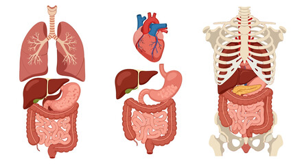 Anatomical illustration showing human internal organs: lungs, heart, liver, stomach, intestines, and skeleton.