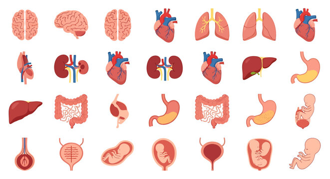 Illustration showcasing various human organs, including brain, heart, lungs, and kidneys.