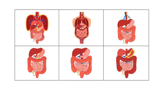 Six detailed illustrations showcasing the human digestive system, highlighting organs and their location.