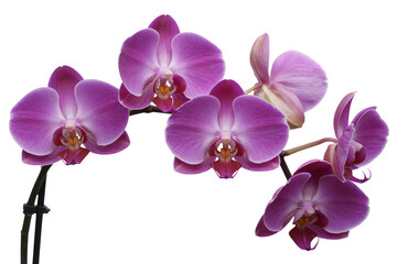 Obraz premium Delicate pink orchids bloom gracefully, bringing beauty to any project