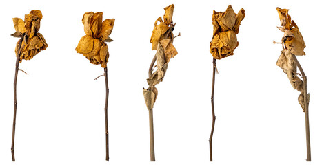 dried roses on white background