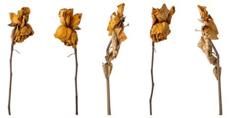 dried roses on white background