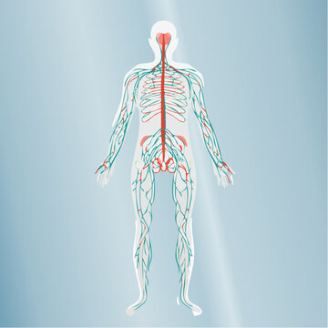 Anatomical illustration of the human nervous system, depicting the brain, spinal cord, and peripheral nerves.