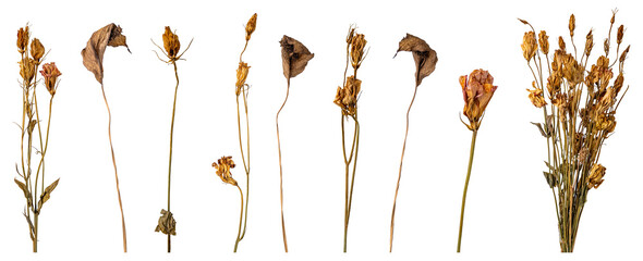 dried flowers on white background, floral arrangement.