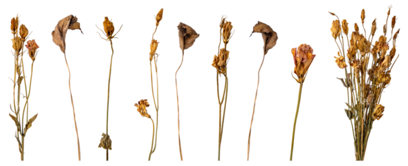dried flowers on white background, floral arrangement.