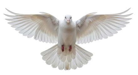 White dove flying peace bird symbol freedom spirit animal wings spread feathers holy graceful gentle pure light