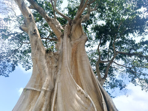 An ancient giant tree known as the Eucalyptus Tree or Bayan Ancient Tree located in Tua Village, Marga District, Tabanan Regency, Bali.
