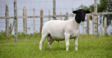 The Dorper breed is a sheep of South African origin, known for its high meat production, hardiness, adaptation to dry climates, and excellent reproductive performance. © LGAndrade