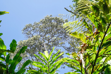 Sunlight Through Ferns and Rainforest Trees
