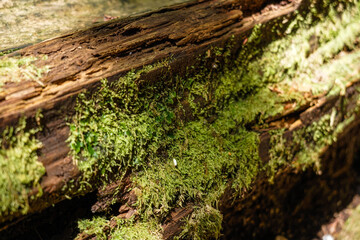 Tropical Tree Reaching Above Dense Canopy
