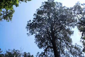 Decaying Log with Moss and Fern in Forest
