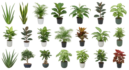 Variety of Houseplants in Pots Isolated on Transparent Background