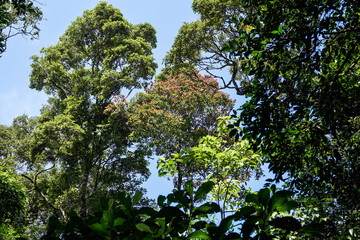 Tropical Tree Canopy Against Blue Sky
