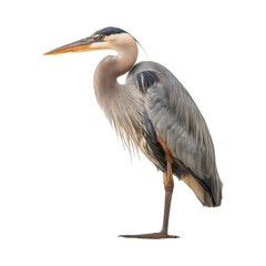 great blue heron