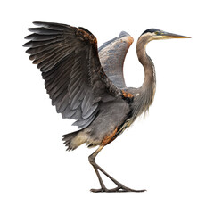 great blue heron