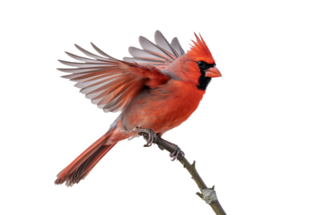 Vibrant cardinal perched, wings outstretched in stunning red display