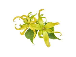 Ylang-ylang or cananga flower (Cananga odorata) isolated on white background 