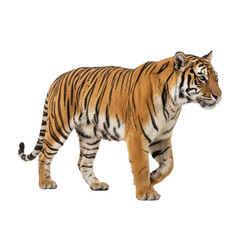 Obraz premium tiger isolated on white background
