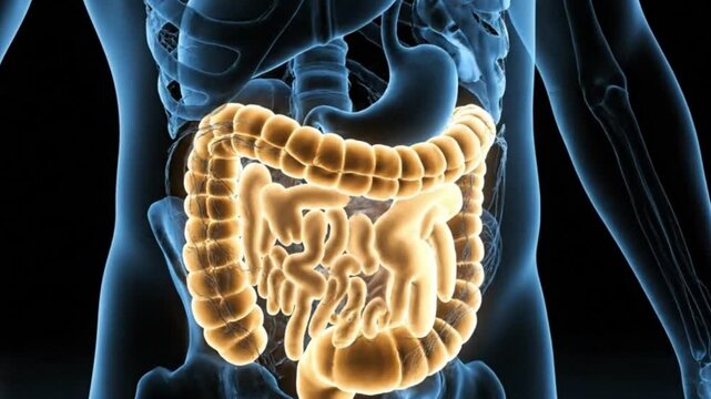 Anatomical illustration showing the human digestive system with the colon highlighted in bright yellow