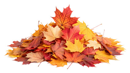 Pile of Colorful Autumn Maple Leaves