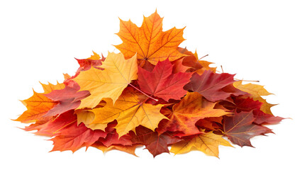 Pile of Maple Foliage in Red, Yellow, and Orange Hues