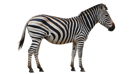 Stunning zebra profile with iconic black and white stripes in sharp detail