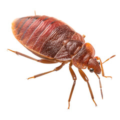 Macro Photography of Bed Bug on Transparent Background Showing Detailed Body Texture