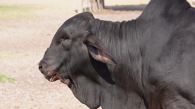 BLACK BRAHMAN BULL TEXAS LIVESTOCK RED BRAHMAN