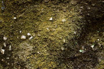 表面に苔が生えて黄緑色に見える石のクローズアップ。画面中央にピント。石や岩のテクスチャー