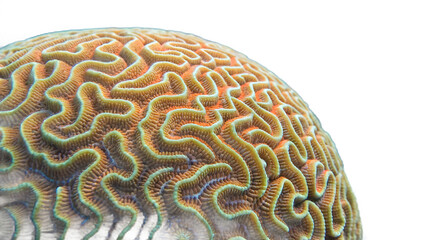 Detailed Brain Coral Illustration on Transparent Background with Realistic Textures